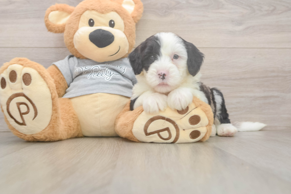 Mini Sheepadoodle Puppy for Adoption