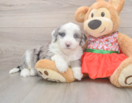 5 week old Mini Sheepadoodle Puppy For Sale - Seaside Pups