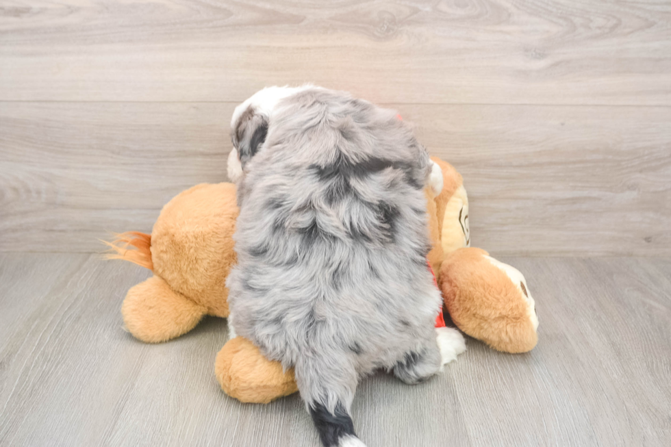 Petite Mini Sheepadoodle Poodle Mix Pup
