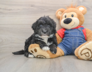 5 week old Mini Sheepadoodle Puppy For Sale - Seaside Pups