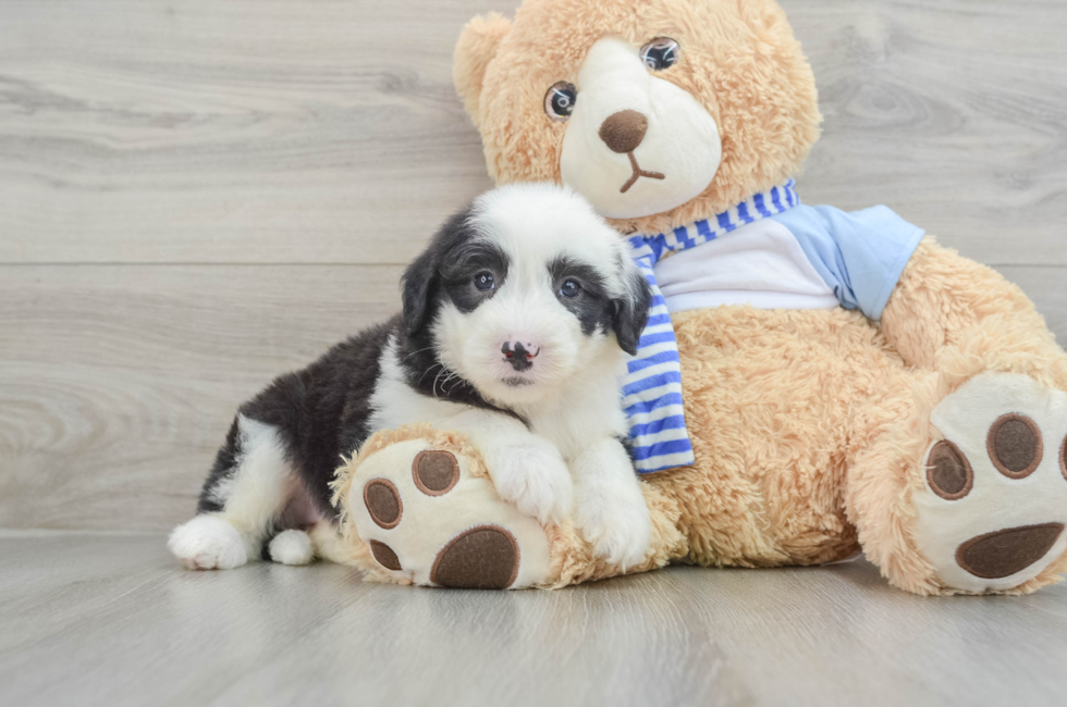 7 week old Mini Sheepadoodle Puppy For Sale - Seaside Pups