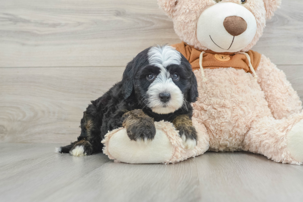 Adorable Sheepdogpoo Poodle Mix Puppy