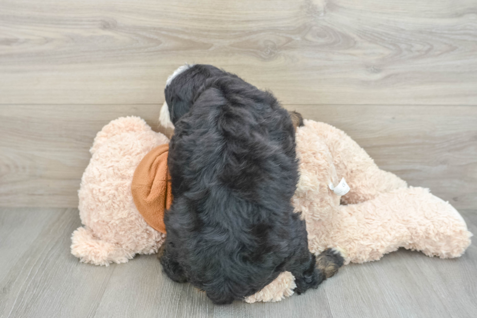 Playful Sheepdoodle Poodle Mix Puppy