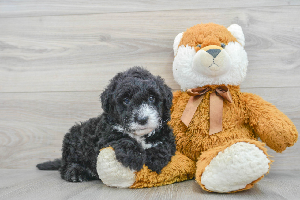 Smart Mini Sheepadoodle Poodle Mix Pup