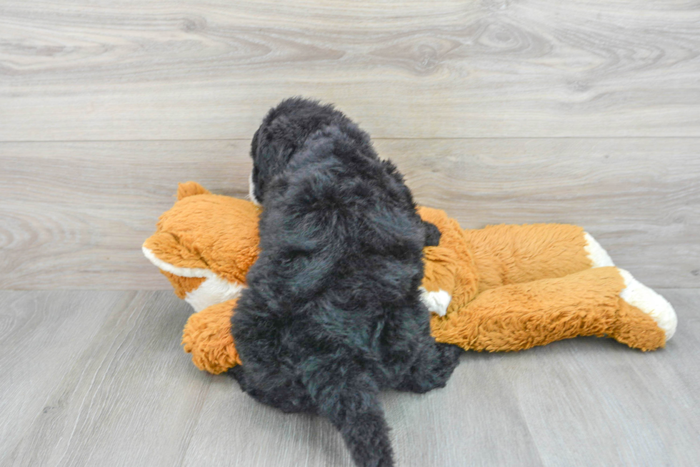 Petite Mini Sheepadoodle Poodle Mix Pup