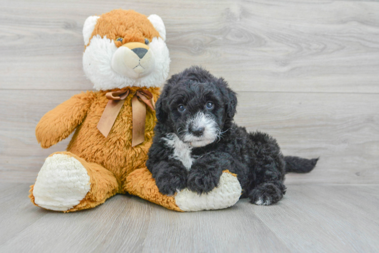 Best Mini Sheepadoodle Baby