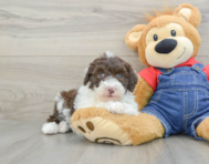 6 week old Mini Sheepadoodle Puppy For Sale - Seaside Pups