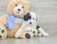 7 week old Mini Sheepadoodle Puppy For Sale - Seaside Pups