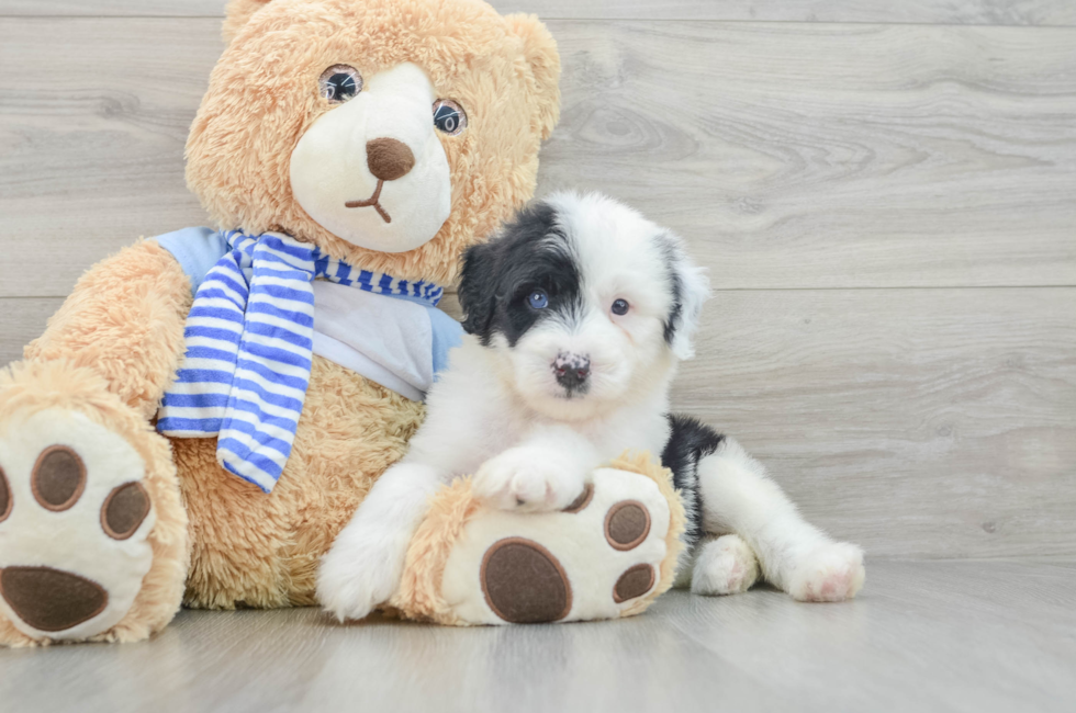 7 week old Mini Sheepadoodle Puppy For Sale - Seaside Pups