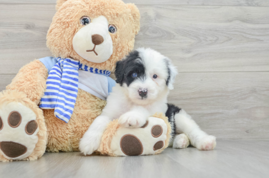 Best Mini Sheepadoodle Baby