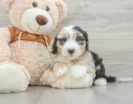 7 week old Mini Sheepadoodle Puppy For Sale - Seaside Pups