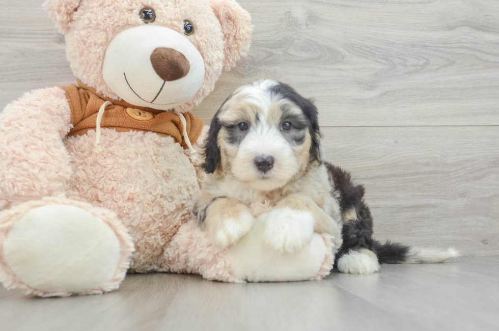 7 week old Mini Sheepadoodle Puppy For Sale - Seaside Pups