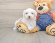 6 week old Mini Sheepadoodle Puppy For Sale - Seaside Pups