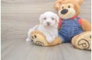 Mini Sheepadoodle Puppy for Adoption