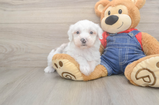 Mini Sheepadoodle Puppy for Adoption