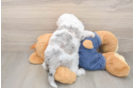 Mini Sheepadoodle Puppy for Adoption