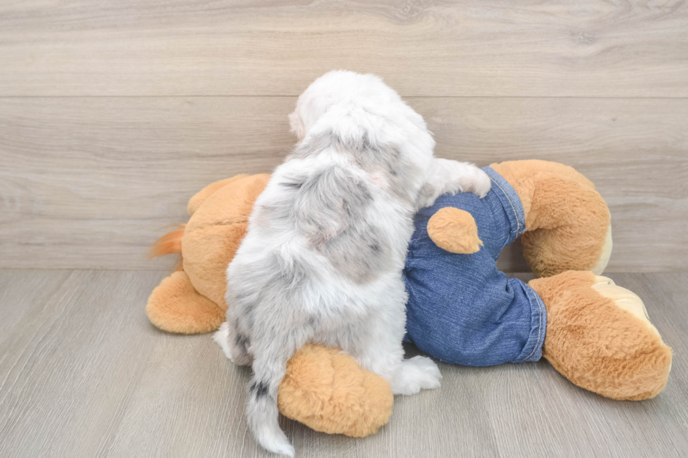 Mini Sheepadoodle Puppy for Adoption