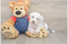 Playful Sheepdoodle Poodle Mix Puppy