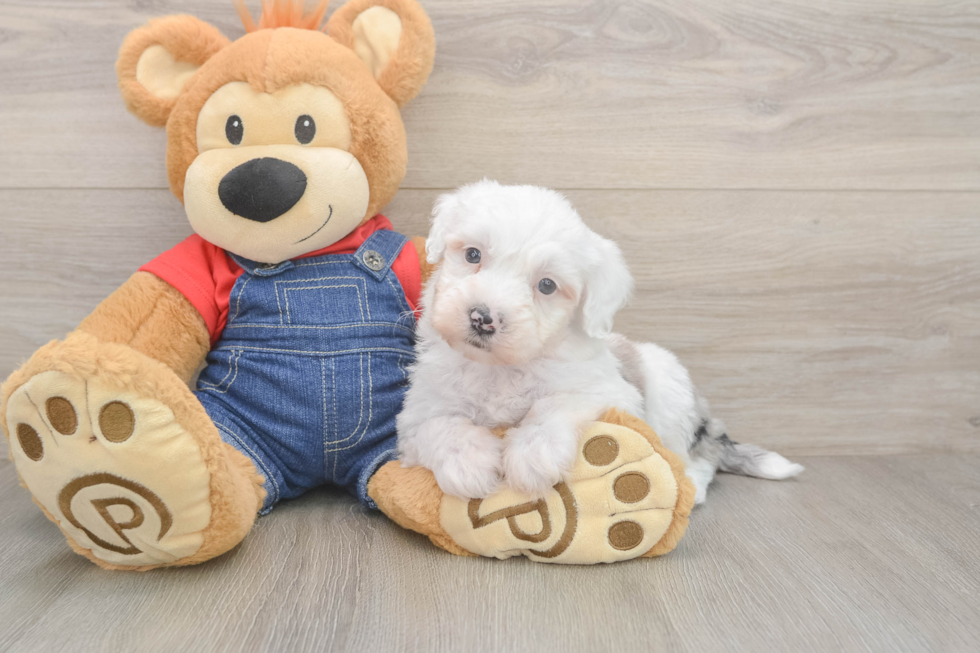 Playful Sheepdoodle Poodle Mix Puppy