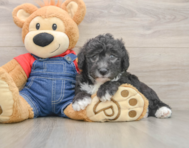 5 week old Mini Sheepadoodle Puppy For Sale - Seaside Pups