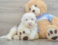 7 week old Mini Sheepadoodle Puppy For Sale - Seaside Pups