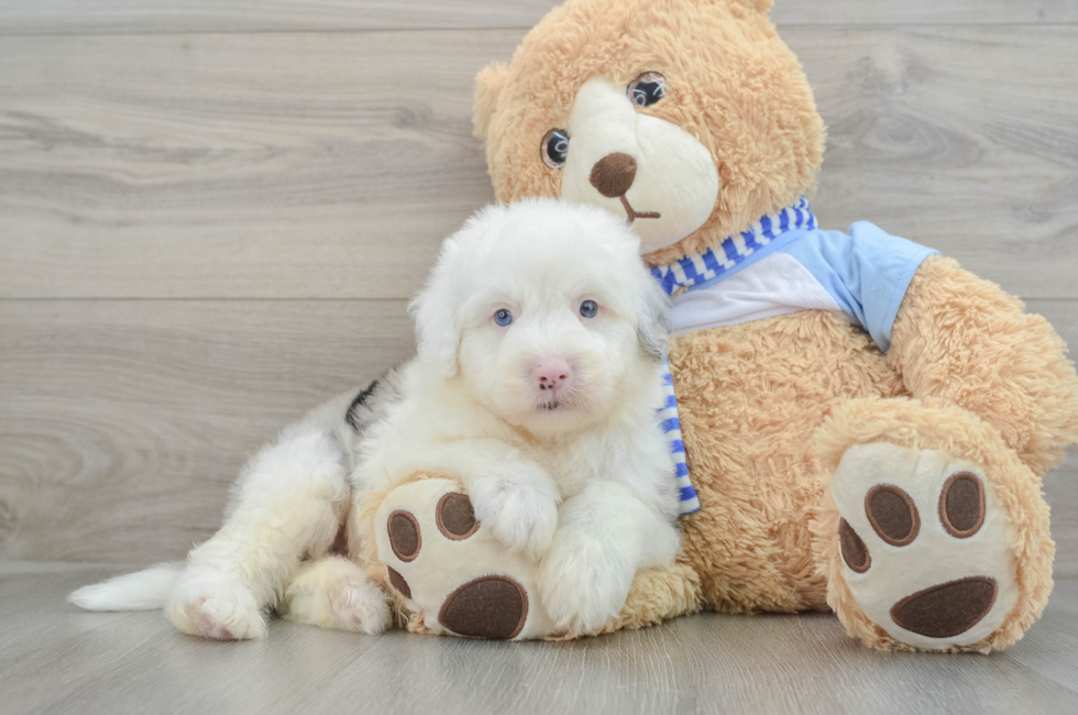 7 week old Mini Sheepadoodle Puppy For Sale - Seaside Pups