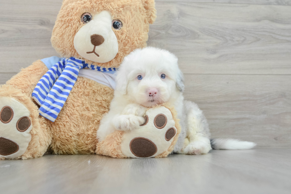 Mini Sheepadoodle Puppy for Adoption