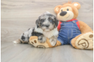 Best Mini Sheepadoodle Baby