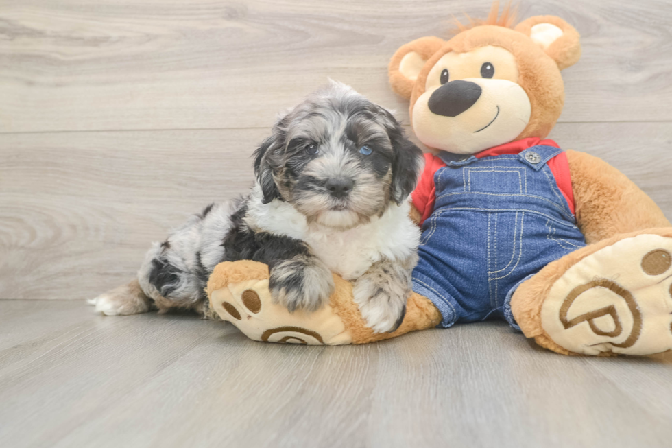Best Mini Sheepadoodle Baby