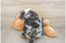 Mini Sheepadoodle Pup Being Cute