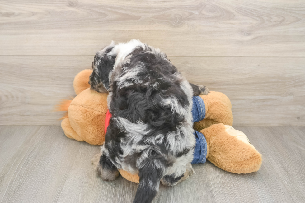 Mini Sheepadoodle Pup Being Cute
