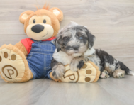 6 week old Mini Sheepadoodle Puppy For Sale - Seaside Pups