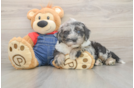 Sweet Mini Sheepadoodle Baby
