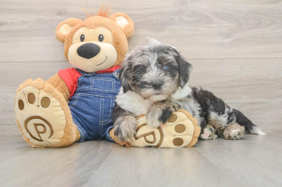 5 week old Mini Sheepadoodle Puppy For Sale - Seaside Pups