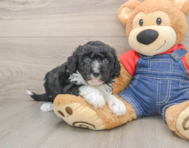 5 week old Mini Sheepadoodle Puppy For Sale - Seaside Pups