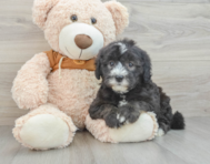 7 week old Mini Sheepadoodle Puppy For Sale - Seaside Pups