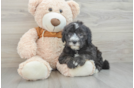 Popular Mini Sheepadoodle Poodle Mix Pup