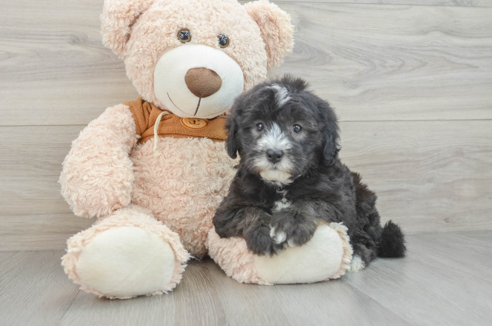 7 week old Mini Sheepadoodle Puppy For Sale - Seaside Pups