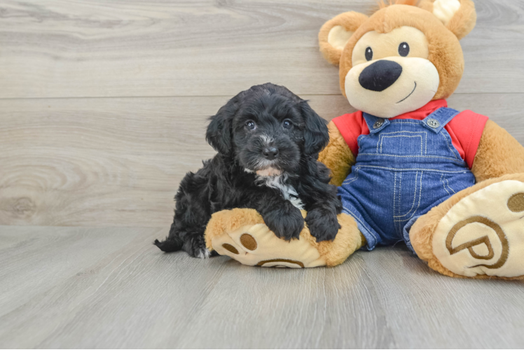 Adorable Sheepdogpoo Poodle Mix Puppy