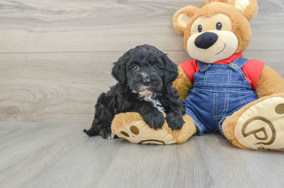 8 week old Mini Sheepadoodle Puppy For Sale - Seaside Pups