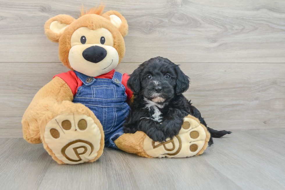 Happy Mini Sheepadoodle Baby