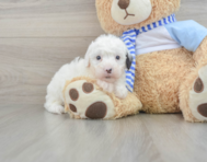 7 week old Mini Sheepadoodle Puppy For Sale - Seaside Pups