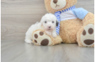 Funny Mini Sheepadoodle Poodle Mix Pup