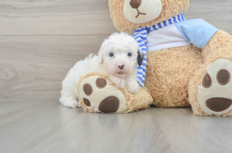 7 week old Mini Sheepadoodle Puppy For Sale - Seaside Pups