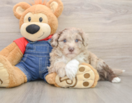 5 week old Mini Sheepadoodle Puppy For Sale - Seaside Pups