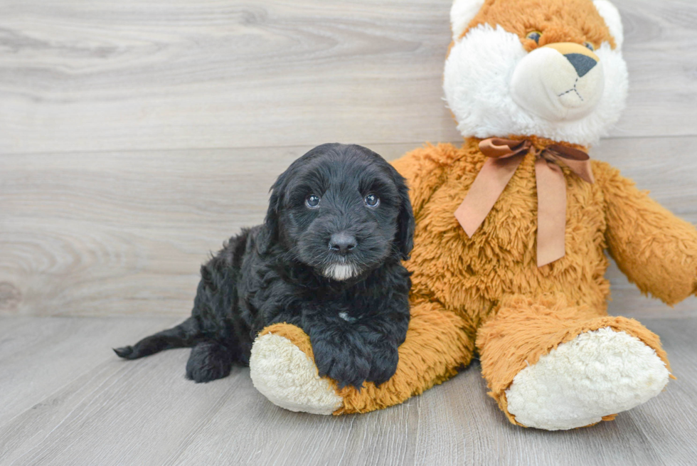 Little Sheep Dog Poodle Mix Puppy