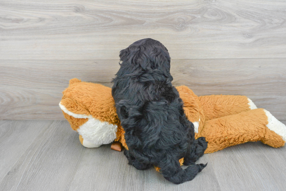 Playful Sheep Dog Poodle Mix Puppy