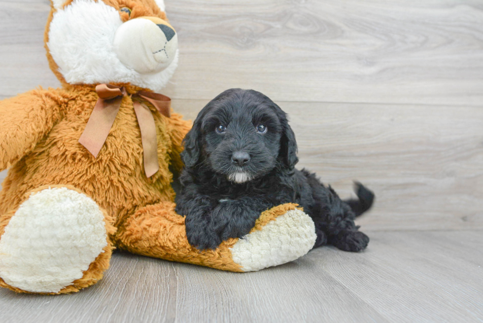 Mini Sheepadoodle Pup Being Cute