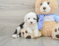 7 week old Mini Sheepadoodle Puppy For Sale - Seaside Pups