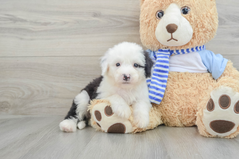 7 week old Mini Sheepadoodle Puppy For Sale - Seaside Pups